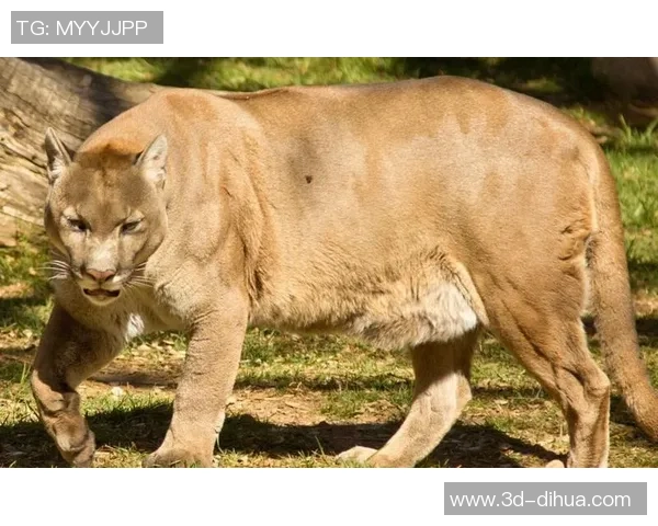 老虎与美洲狮的王者之争谁才是真正的森林霸主